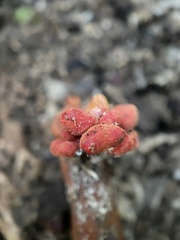 Trichoderma cornu-damae