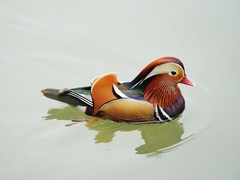 Aix galericulata
