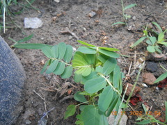 Phyllanthus urinaria