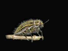 Julodis