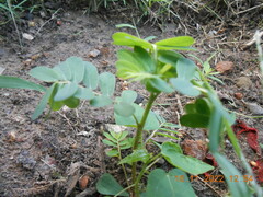 Phyllanthus urinaria