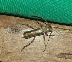 Ossibia fuscata