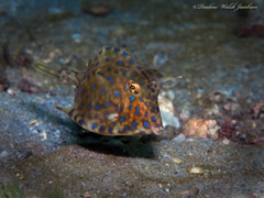 Acanthostracion quadricornis