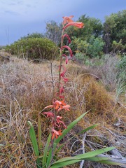 Watsonia meriana