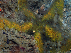 Oreaster reticulatus