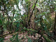 Bambusa heterostachya