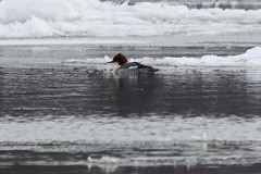 Mergus merganser