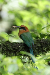 Electron platyrhynchum