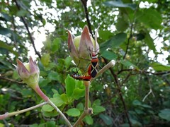 Dysdercus decussatus