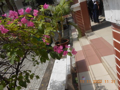 Papilio demoleus malayanus