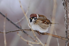 Passer montanus