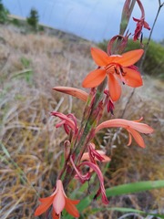 Watsonia meriana