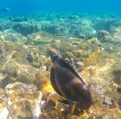 Acanthurus sohal