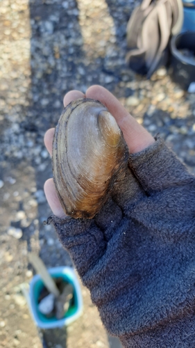 Duck Mussel, 7081 HK Gendringen, Nederland, photo 8 of 10