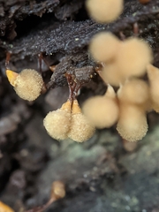 Hemitrichia