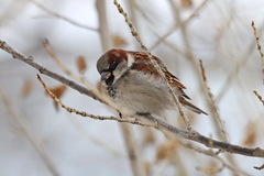 Passer domesticus