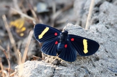 Melanis electron