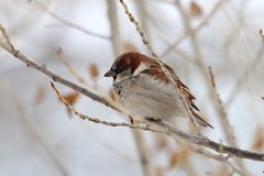 Passer domesticus