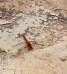 Crocothemis sanguinolenta