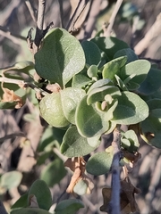 Atriplex halimus