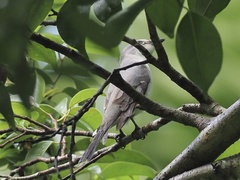 Pericrocotus divaricatus