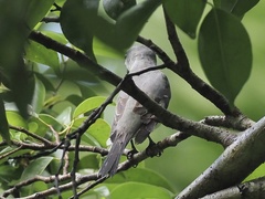 Pericrocotus divaricatus