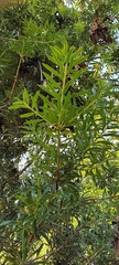 Podocarpus oleifolius