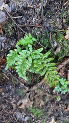 Polypodium vulgare