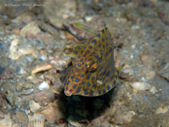 Acanthostracion quadricornis