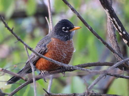 American Robin photographed in Maryland