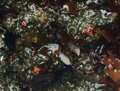 Pyura chilensis