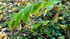 Polygonatum