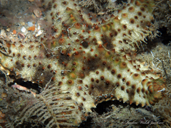 Oreaster reticulatus