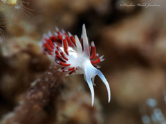Flabellina dushia