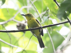 Aegithina lafresnayei