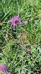 Centaurea scabiosa
