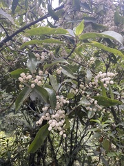 Chloranthaceae