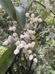 Chloranthaceae