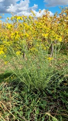 Senecio inaequidens