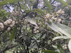 Chloranthaceae