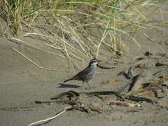 Cinclodes patagonicus