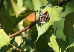 Limenitis sulpitia