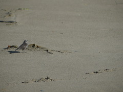 Cinclodes patagonicus