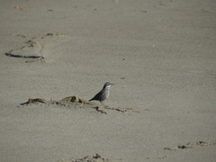 Cinclodes patagonicus