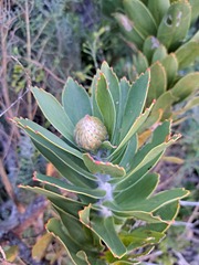 Leucospermum