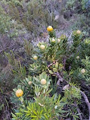 Leucospermum