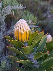 Leucospermum