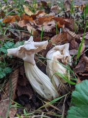 Helvella crispa