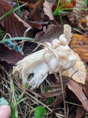 Helvella crispa
