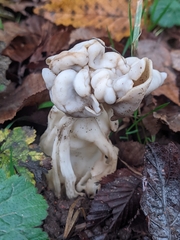 Helvella crispa